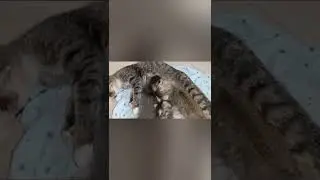 keseruan anak kucing bermain tip ek