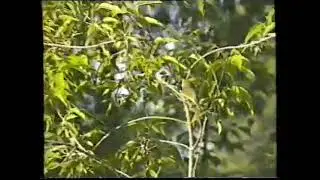 ЗАВОРАЖИВАЮЩЕЕ ПЕНИЕ СИБИРСКОГО СОЛОВЬЯ