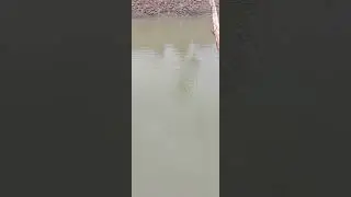 ស្ទូចត្រីស្រះ ស្រុកស្រែ #PondFishing 1