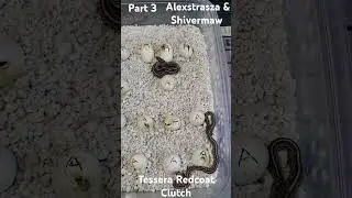 More babies hatched. part 3 redcoat tessera cornsnake Eggs