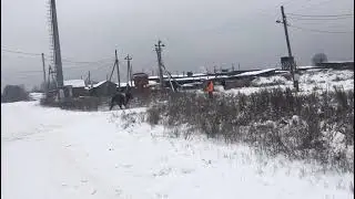 Отлов убежавших быков