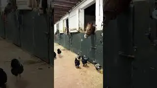 Tavuklar ve atlar neden bir arada? 😂    #at #tavuk #komik #shorts #youtubeshorts #youtube #animals