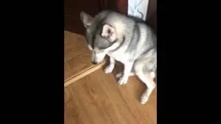 Хаски разорвала...