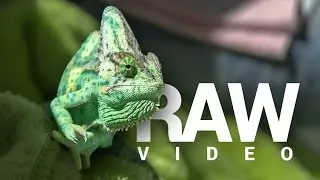 DayLight | Canon Rebel T3i EOS 600D - RAW video test