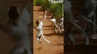 These sifaka lemurs are already jumping with excitement as we've an exciting announcement next week!