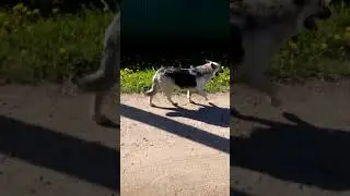 Так вот кто следил за мной после тренировки!