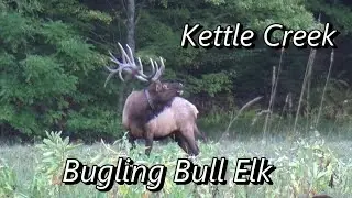 Kettle Creek Bull Elk Bugling