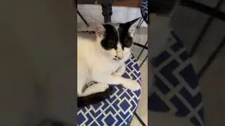 ТУРЕЦКИЙ МИСТЕР ВАЙТ - КАЙФУШКА КАК НАШ!