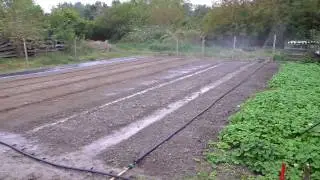 Golden spray. РАЗВИВАЕМ ГЛЫБЫ на грядках.