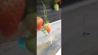 КОР ДАР АНГЛИЯ #РАБОТА_АНГЛИЯ