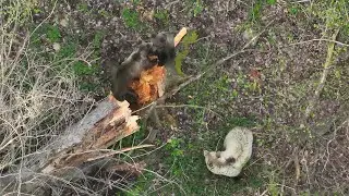 Ako sa hrajú medvieďatá  /  Drone video of brown bear cubs playing