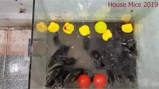 PVC water Bottle Mouse/carton mouse trap/mouse trap 2019/Homemade mouse trap with glass bottle