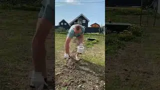 Посмотри, они сами засеяли газон и что получилось 
