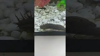 мой сомик 🐟🐋