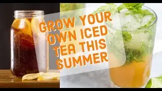 Grow Your Own Iced Tea This Summer