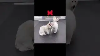 Funny Dog Makeover Challenge! #ColorfulOutfit #FunnyPets #BestFriends