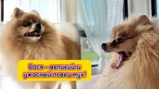 Бася - великий и ужасный ловец мух!