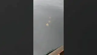 Опасные Медузы Пчелиный Ананиус