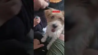 INTRUDER