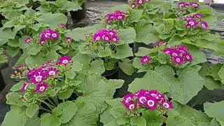 Greenhouse Review February 5, 2023