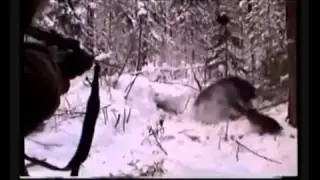 ЖЕСТЬ!! Охота на медведя