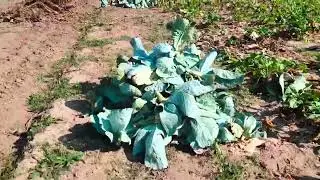 вирубала капусту скільки є