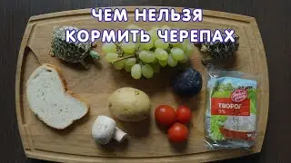 Чем нельзя кормить черепах