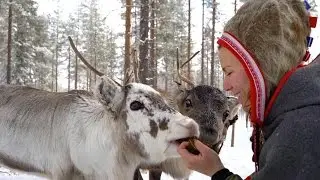 Playing with reindeers - Silba Siida, Jokkmokk Sweden
