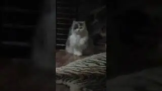 Алиса!