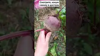 Во саду ли в огороде или что растет в Крыму