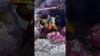 MANTIS SHRIMP CARE TIPS