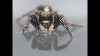 Chasse et sauts, Pseudeuophrys lanigera (Araneae, Salticidae)