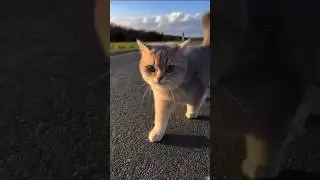 I get lost in this cuties cat