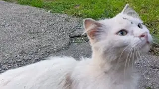 Кошачьи будни 
