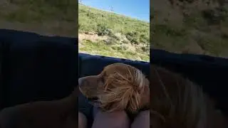doggy go on a UTV to go travel 3 