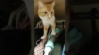 работа для кота