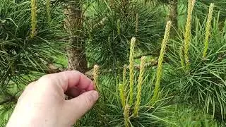 Формирование (прищипывание) сосны, конец мая- самое время