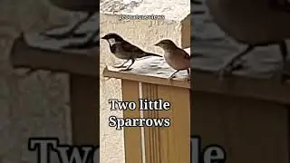 A couple of Sparrows shorts | cute Sparrow bird couple shorts | Birds couple shorts