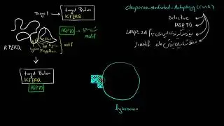 Chaperone-Mediated Autophagy  اتوفاژی میانجی‌ توسط چاپرون