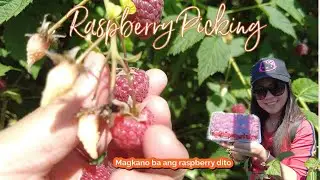 Raspberry PIcking  │Life in Canada  │LadyGagiers