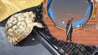 Puede una tortuga pasarse el Abismo entero en Genshin Impact?