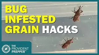 What to Do With Bug-Infested Grains in Your Food Storage