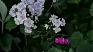 Мое увлечение, - это цветы...