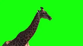 A giraffe chewing | Green Screen