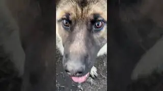 овчарка