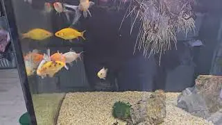 Goldfish almost ready for the pond