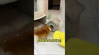 How to get inside the little house