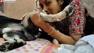 My Dog Shinchan Shows His Belly To Get His Belly Rubbed At Night Before He Sleeps