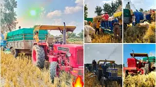Day-1 || अज से धान के कटाई चालू swaraj744xt  with threser and Mahindra 585😍||#mahindra585#swaraj