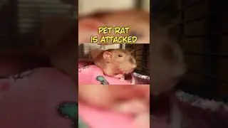 Pet rat is attacked #pets #shorts